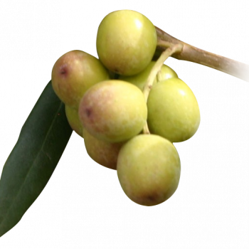olivo arbequina
