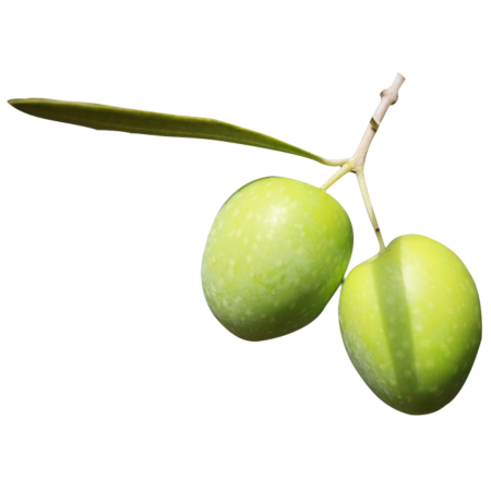 Olivo Biancolilla