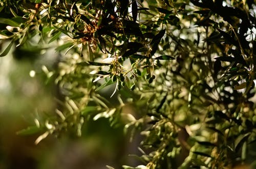 L’olivicoltura mediterranea