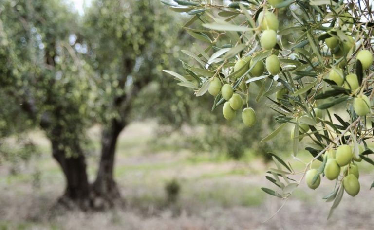 L’olivicoltura in Italia