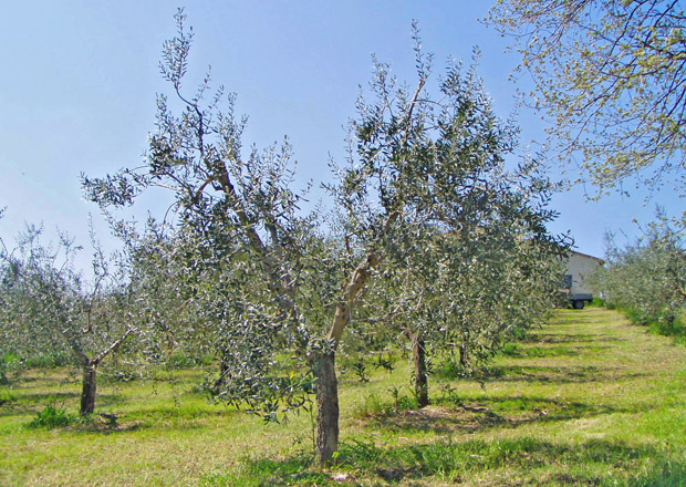 allevamento olivo